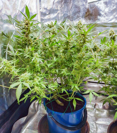Семена сорта Vision Critical Auto Fem (Vision Seeds)