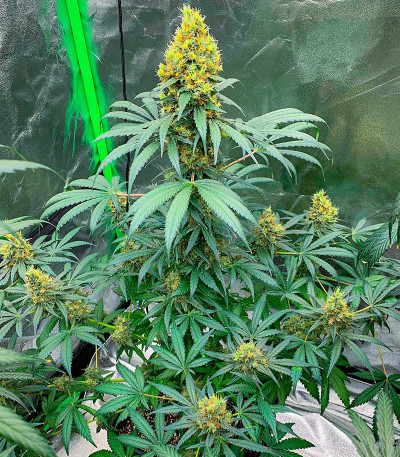 Семена сорта Wedding Crasher Auto fem (7CH Seeds & Advanced Seeds)