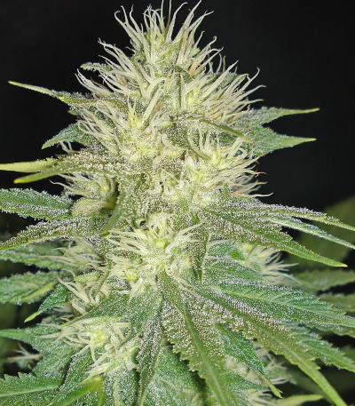 Семена сорта White Russian fem (Семяныч)