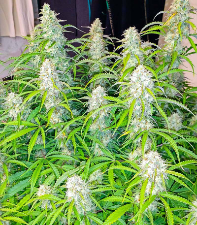 Семена сорта Black Herer Autoflower fem (Easy Grow Seeds)