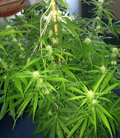 Семена сорта 2 Fast 2 Vast Auto fem (Heavyweight Seeds)