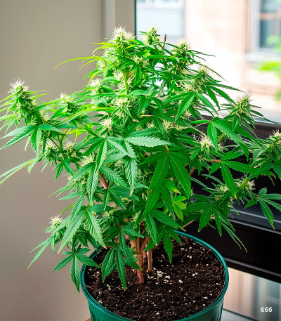 Семена сорта LSD auto fem (Семяныч)