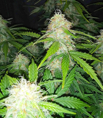 Семена сорта Auto Ak (Auto Ak 47) fem (Семяныч)