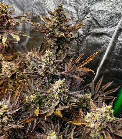 Семена сорта Lemon Cherry Gelato fem от Barney's Farm