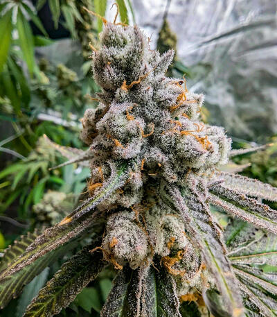 Семена сорта Purple Punch F1 fem (Seedkeepers)