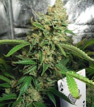 Семена сорта Special Queen 1 fem (Royal Queen Seeds)
