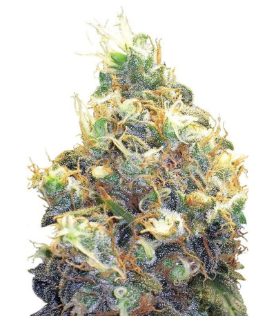 Семена сорта Somango XXL (Mango Skunk) fem (Nirvana Seeds)