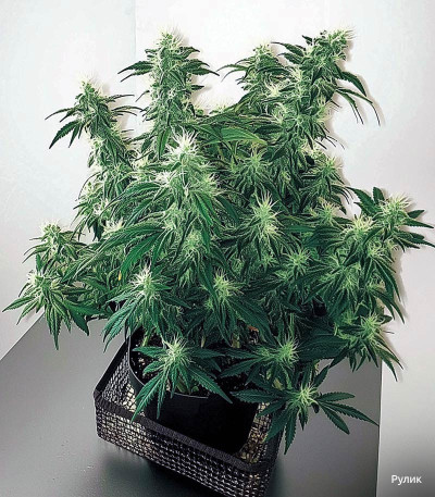 Семена сорта LSD auto fem (Семяныч)