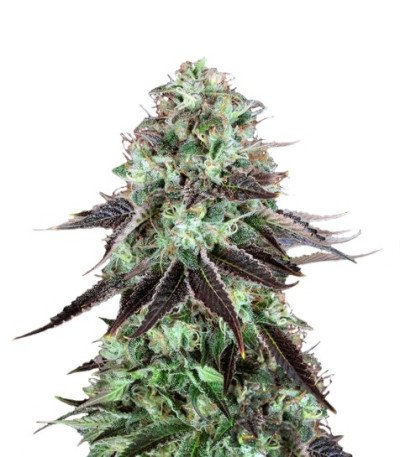 Семена сорта DarkStar Kush fem