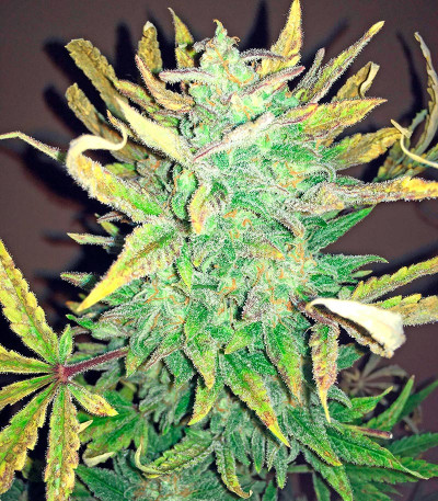 Семена сорта Bubba Cheese Auto fem (Humboldt Seeds)