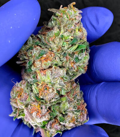 Семена сорта Da Vinci fem (UKHTA)