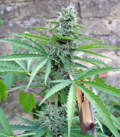 Семена сорта Buddha Deimos auto fem