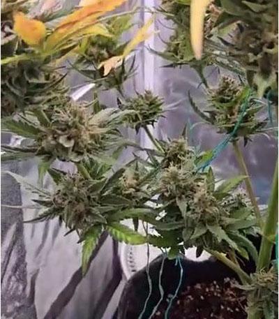 Семена сорта Bruce Banner Auto fem