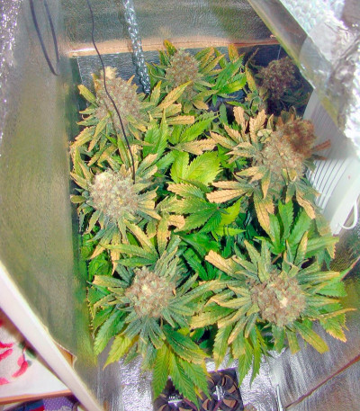 Семена марихуаны Red Cherry Berry