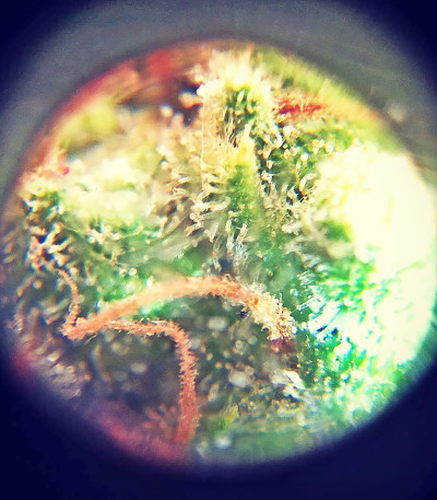 Семена сорта Sumo's OG Kush Auto fem (Sumo Seeds)