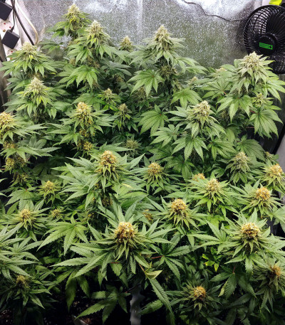 Семена сорта Zkittlez fem (Original Sensible Seeds)