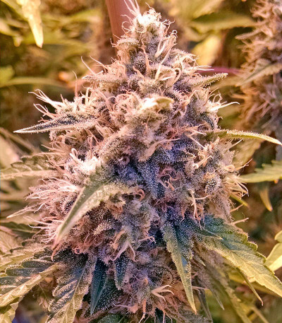 Семена сорта Dinachem fem