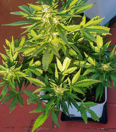 Семена сорта Zkittlez Auto fem (FastBuds)