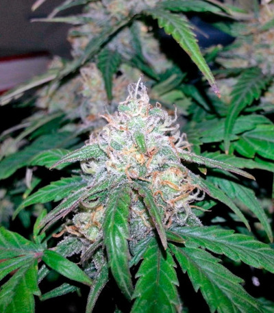 Семена сорта Fast Bud #2 Auto fem (Sweet Seeds)