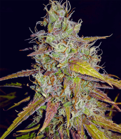 Сорт конопли Green Gelato Automatic fem (RQS)