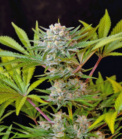 Семена сорта Jack 47 F1 Fast Version fem (Sweet Seeds)