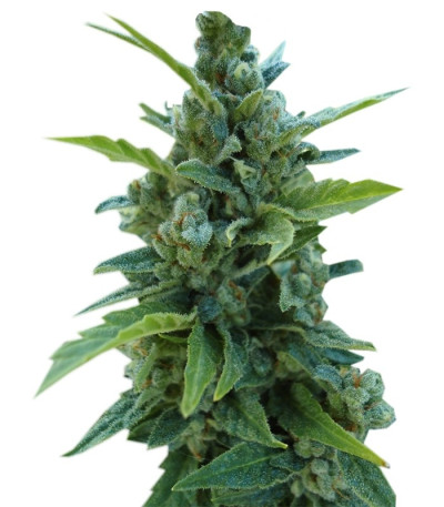 Семена сорта Automaria II fem (Paradise Seeds)