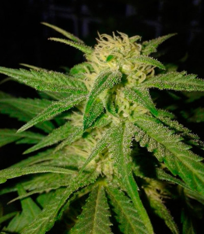 Семена сорта Critical Sensi Star fem (Delicious Seeds)