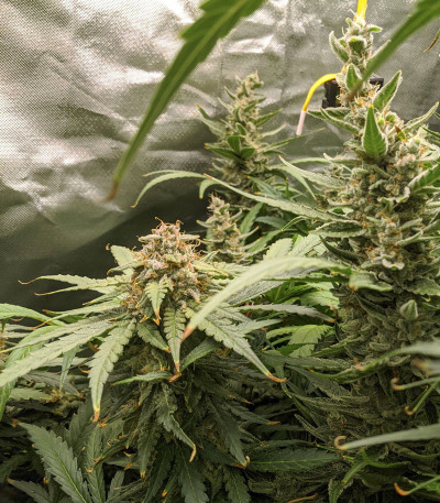 Семена сорта Bruce Banner Auto (Monster Genetics)