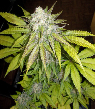 Семена сорта Sour Diesel fem (Royal Queen Seeds)