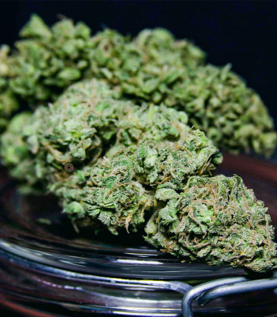 Семена сорта Chem Bomb Auto fem (Humboldt Seed Organization)