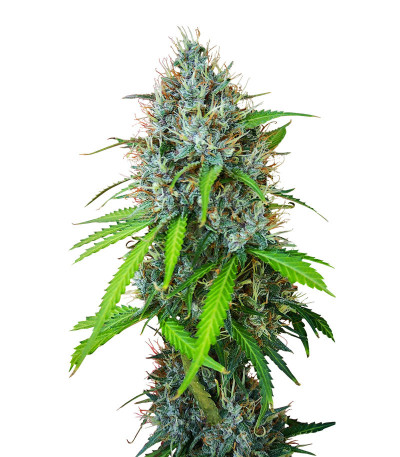 Семена сорта Papaya Zoap Auto fem (Sweet Seeds)