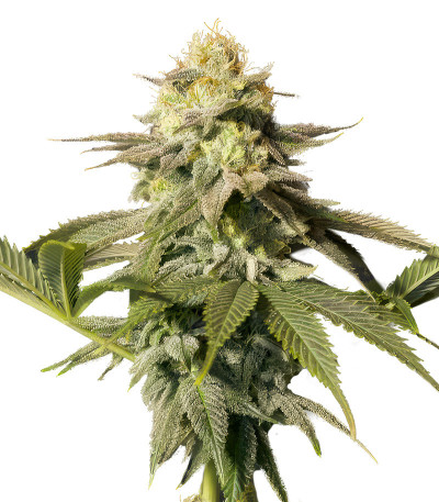 Семена сорта Orange Sherbet FF fem (FastBuds)