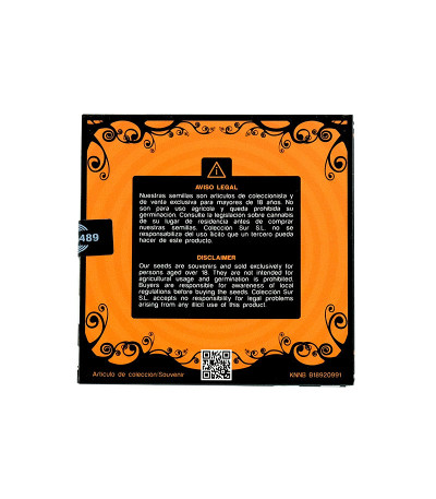 Семена сорта White Domina fem (Kannabia Seed Company)