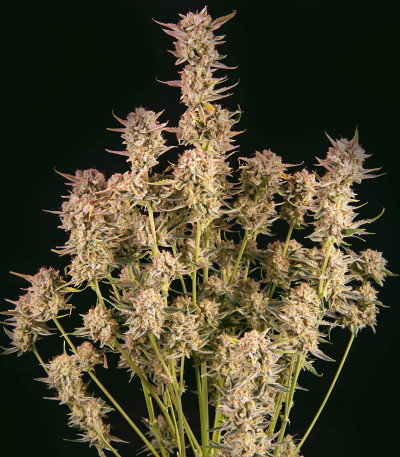 Семена сорта Apricot Auto fem (FastBuds)