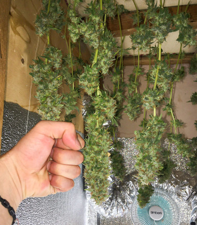 Семена сорта Pineapple Chunk fem (Barney's Farm)