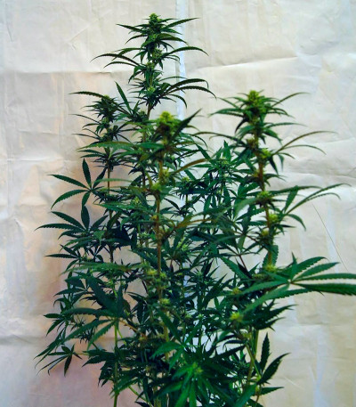 Семена сорта Bad Azz Kush fem