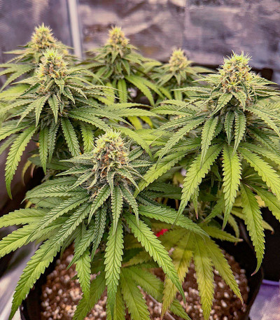 Семена сорта Candy Store RBX fem (Ethos Genetics)