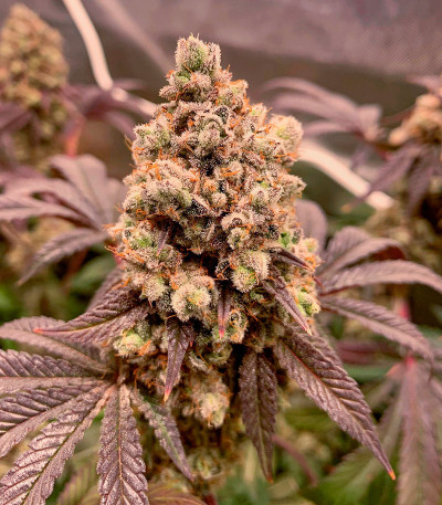 Семена сорта Crescendo RBX1 fem (Ethos Genetics)