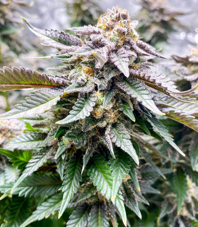 Семена сорта Girl Scout Cookies fem