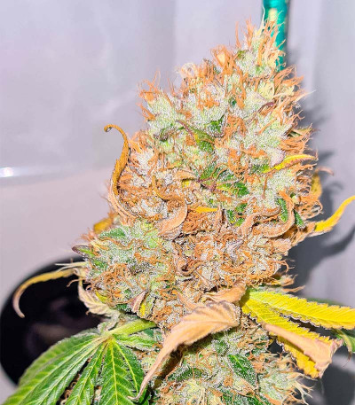 Семена сорта конопли Pink Runtz Auto от 7CH American