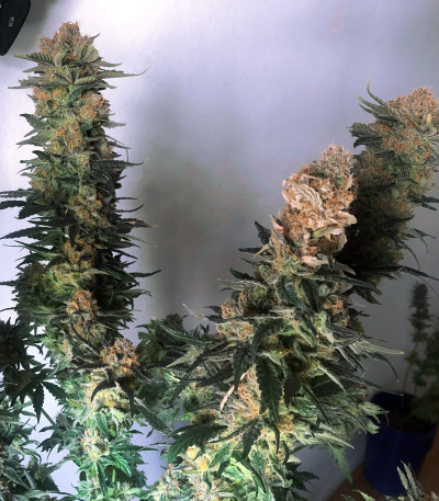 Семена сорта Golosa Early Version fem (Delicious Seeds)