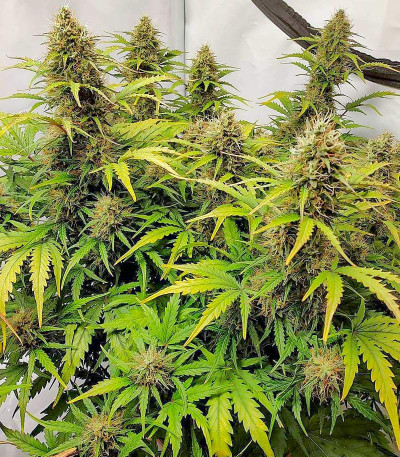 Семена сорта Vision Jack Auto Fem (Vision Seeds)