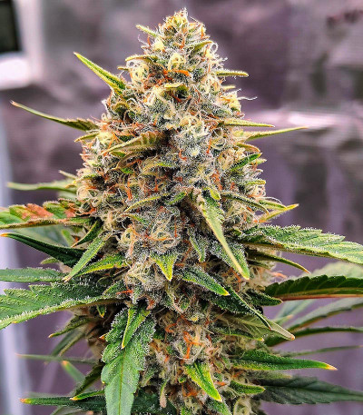 Семена сорта Gorilla Zkittlez Auto fem (FastBuds)