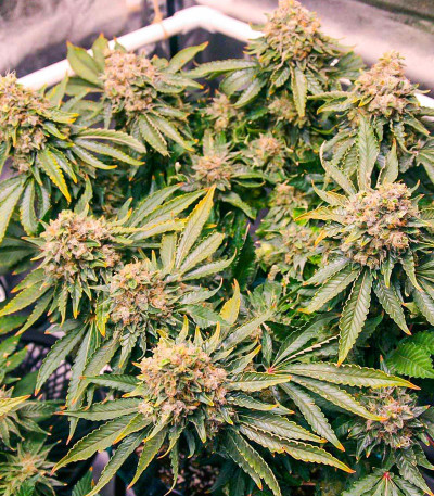 Семена сорта Grand Daddy Purple Fast Version fem (Семяныч)