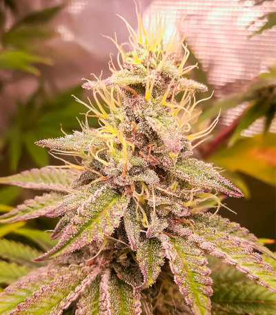 Семена сорта HighCloudZ fem (Green House Seeds)