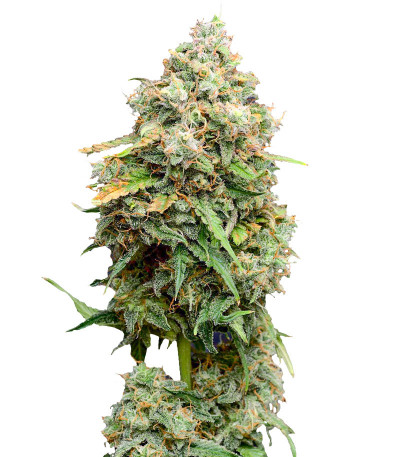 Семена сорта Crime Caramel Auto fem (Семяныч)