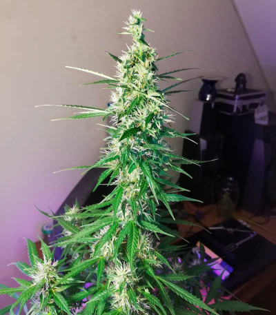 Семена сорта VIP Auto fem (VIP seeds)