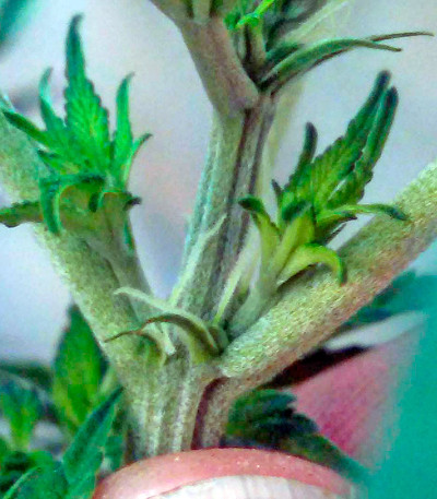 Семена сорта Misty Kush reg