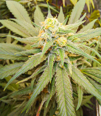 Семена сорта Northern Light fem (Victory Seeds)