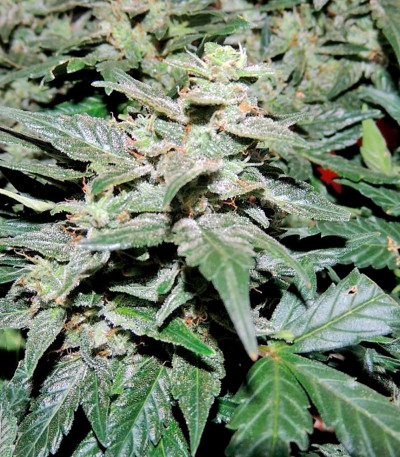 Семена сорта Pakistan Ryder Auto fem (World of Seeds)